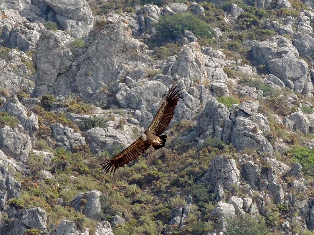 Cervatillo en el bosque