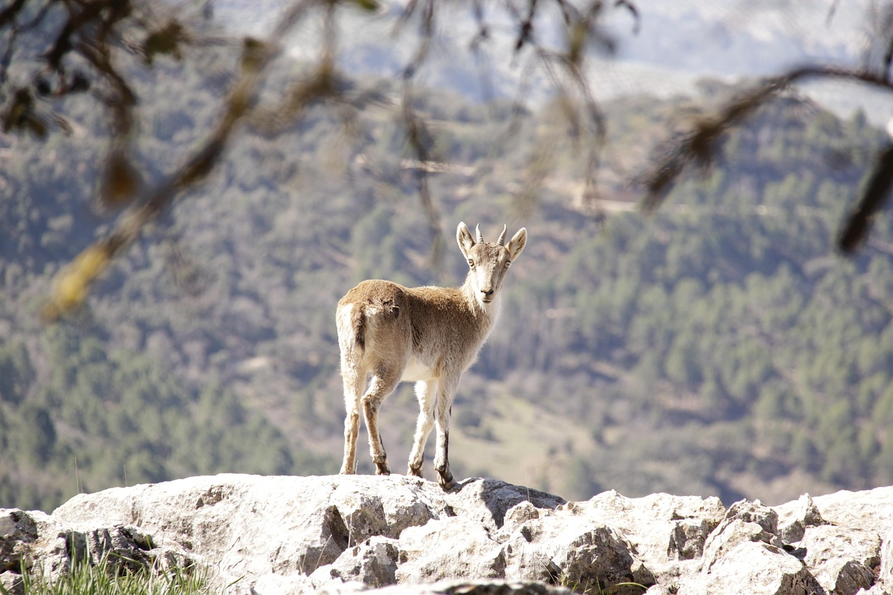 Íbex en el Parque Natural de Cazorla